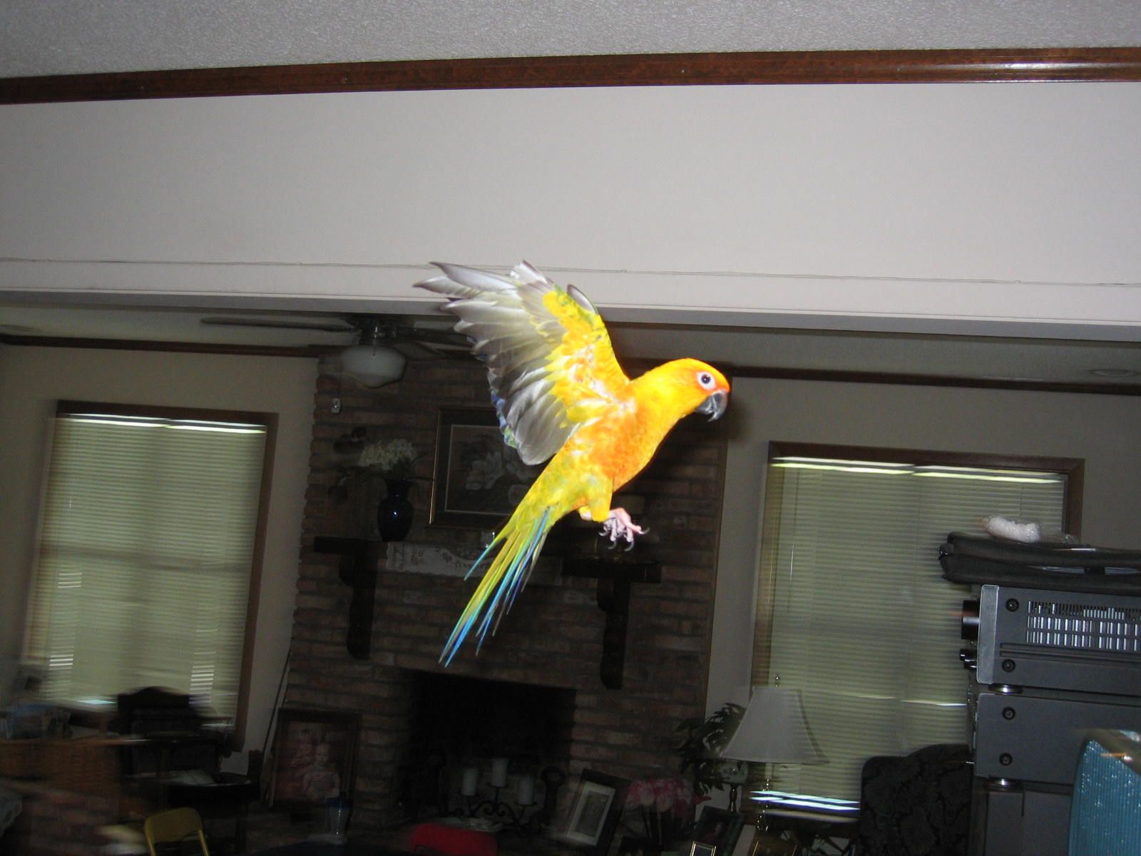 sunnie flying to his cage