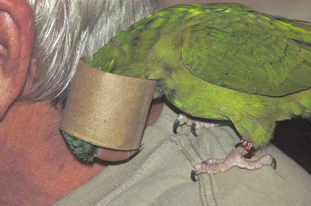 Sweet Pea Found Something