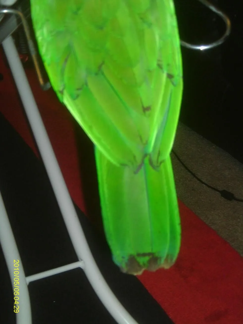 tail1.webp