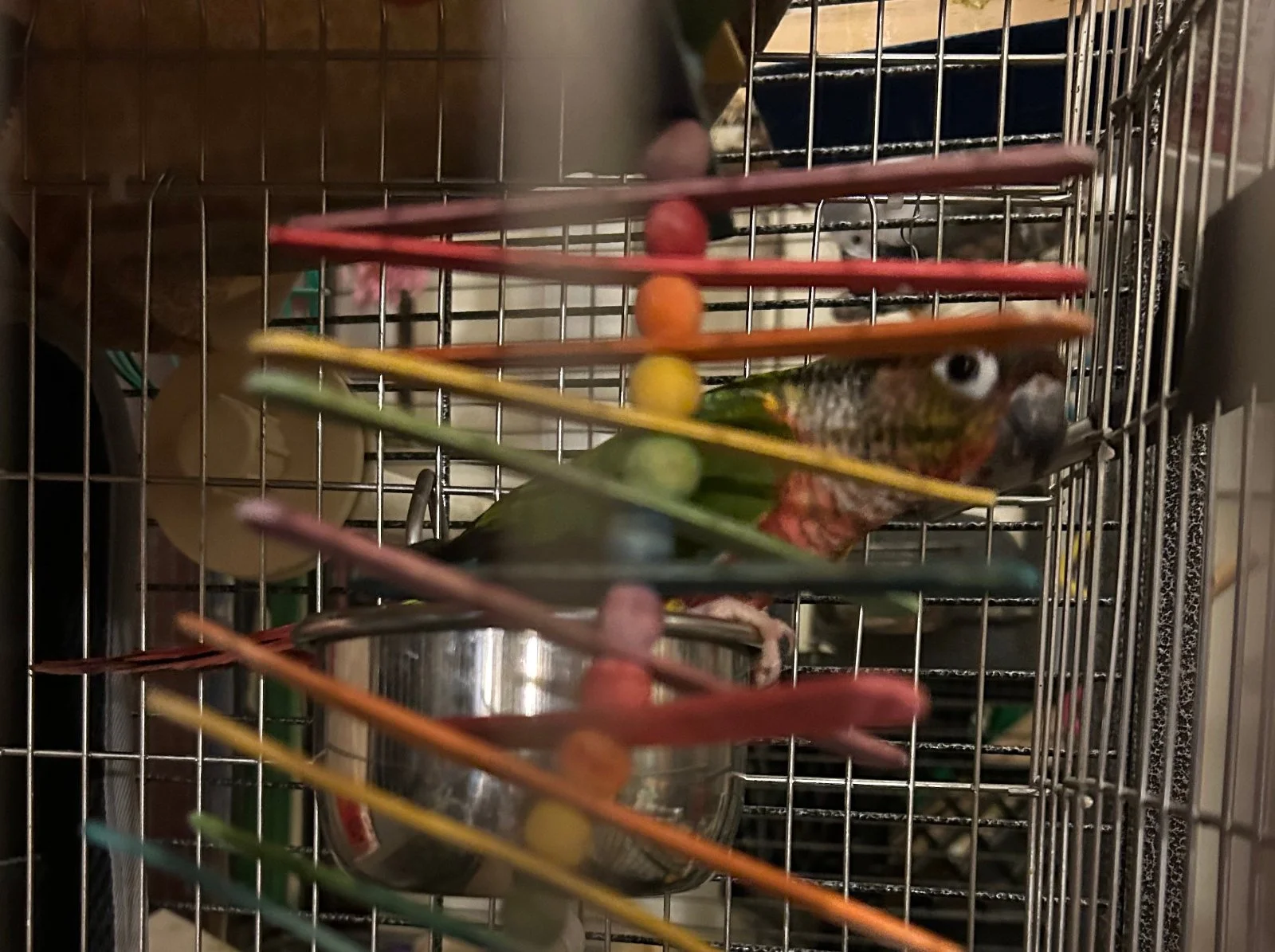 Tailgate hiding behind toy.webp