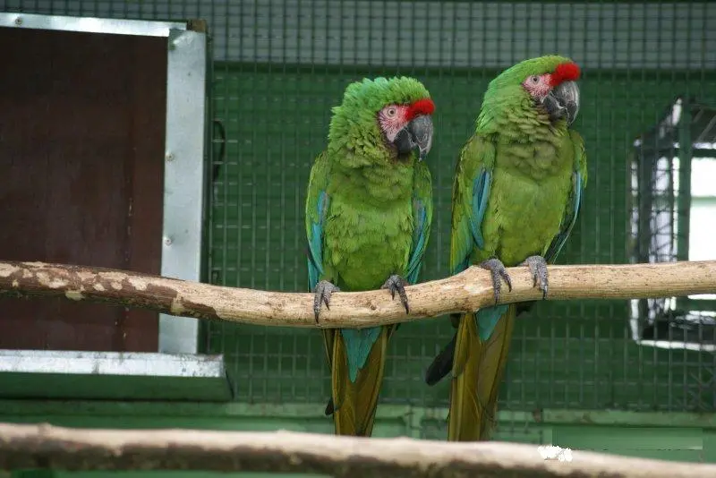Talking Pair Of Hyacinth Macaw Parrot Birds For Adoption
