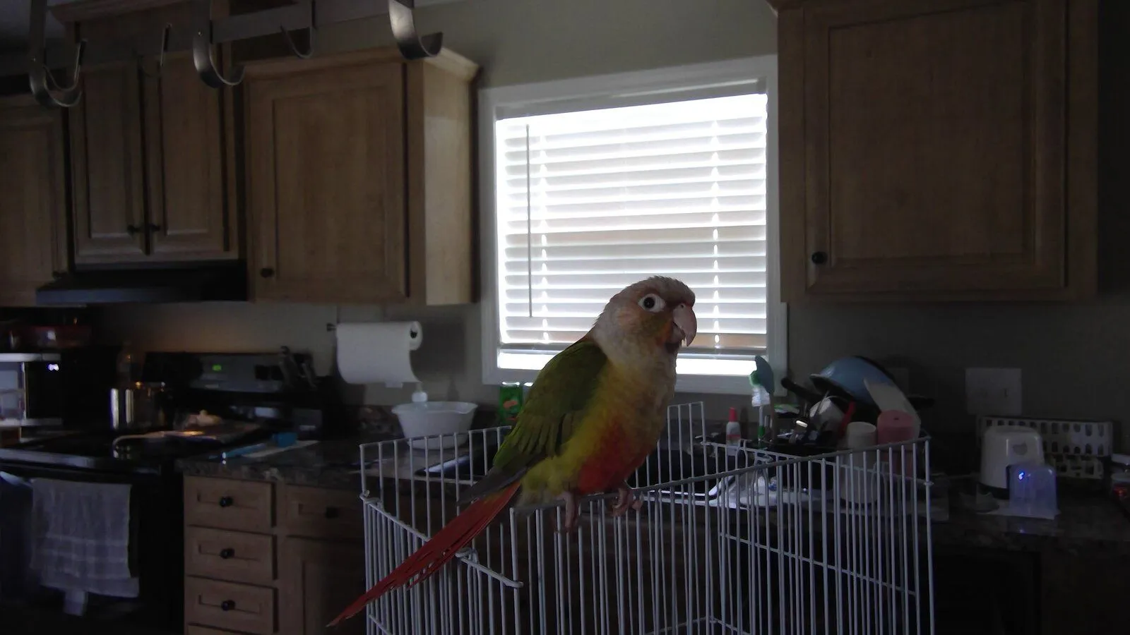 Teeko listening to music with me.