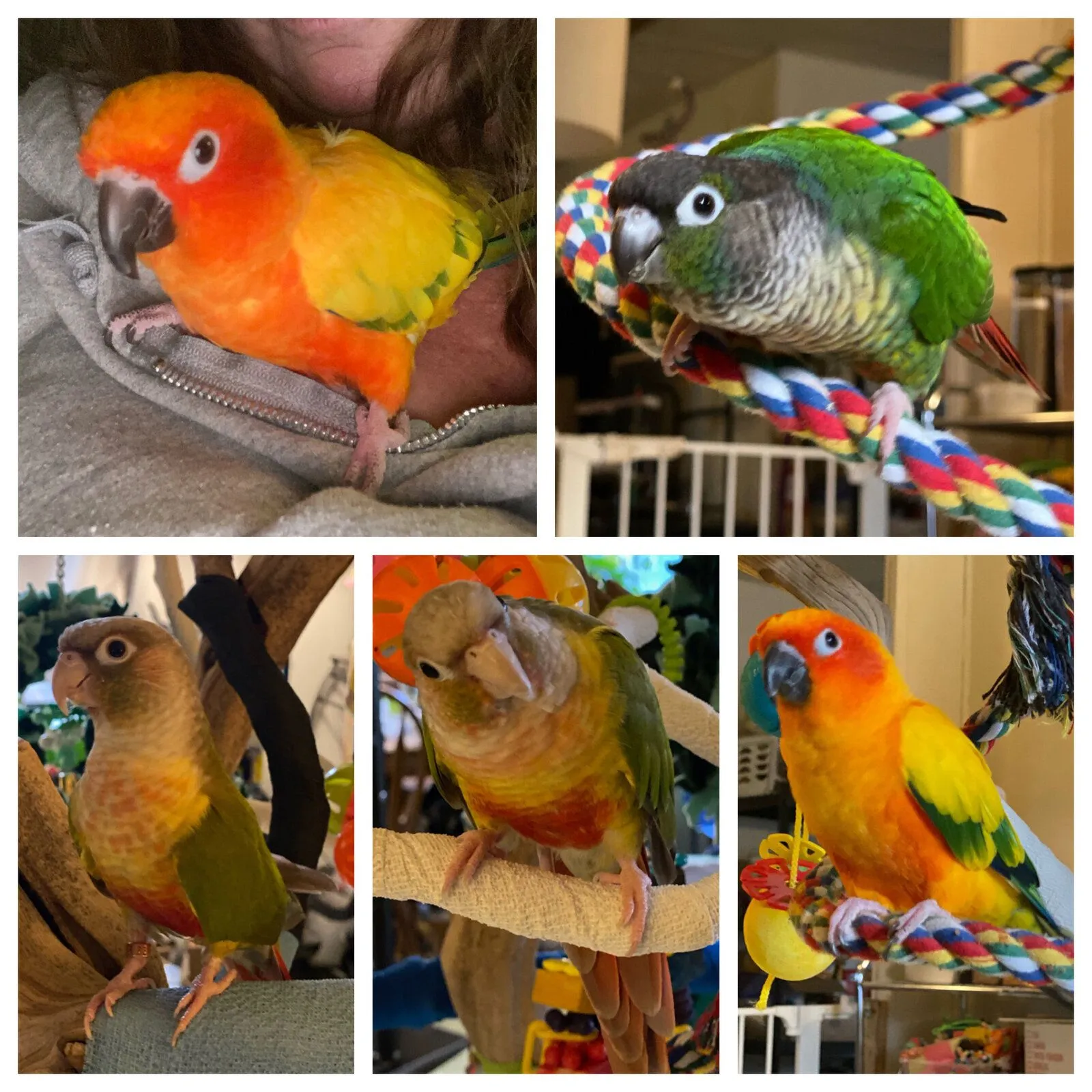 The conure crew