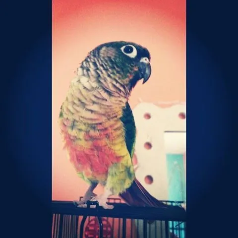 The Dashingly Cheeky, Apollo :)