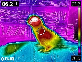 Thermal Image Of Clark 4