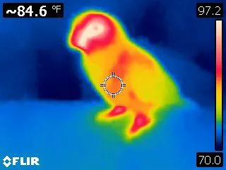 Thermal Image Of Clark