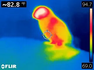 Thermal Image Of Clark