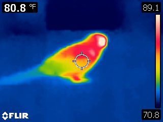 Thermal Image Of Clark