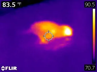 Thermal Image Of Clark