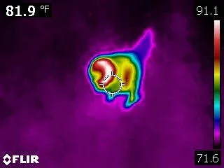 Thermal Image Of Clark