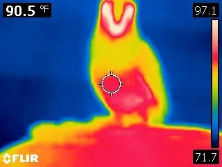 Thermal Image Of Clark2