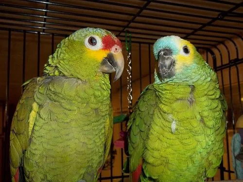 These Are My New Rescue Babies