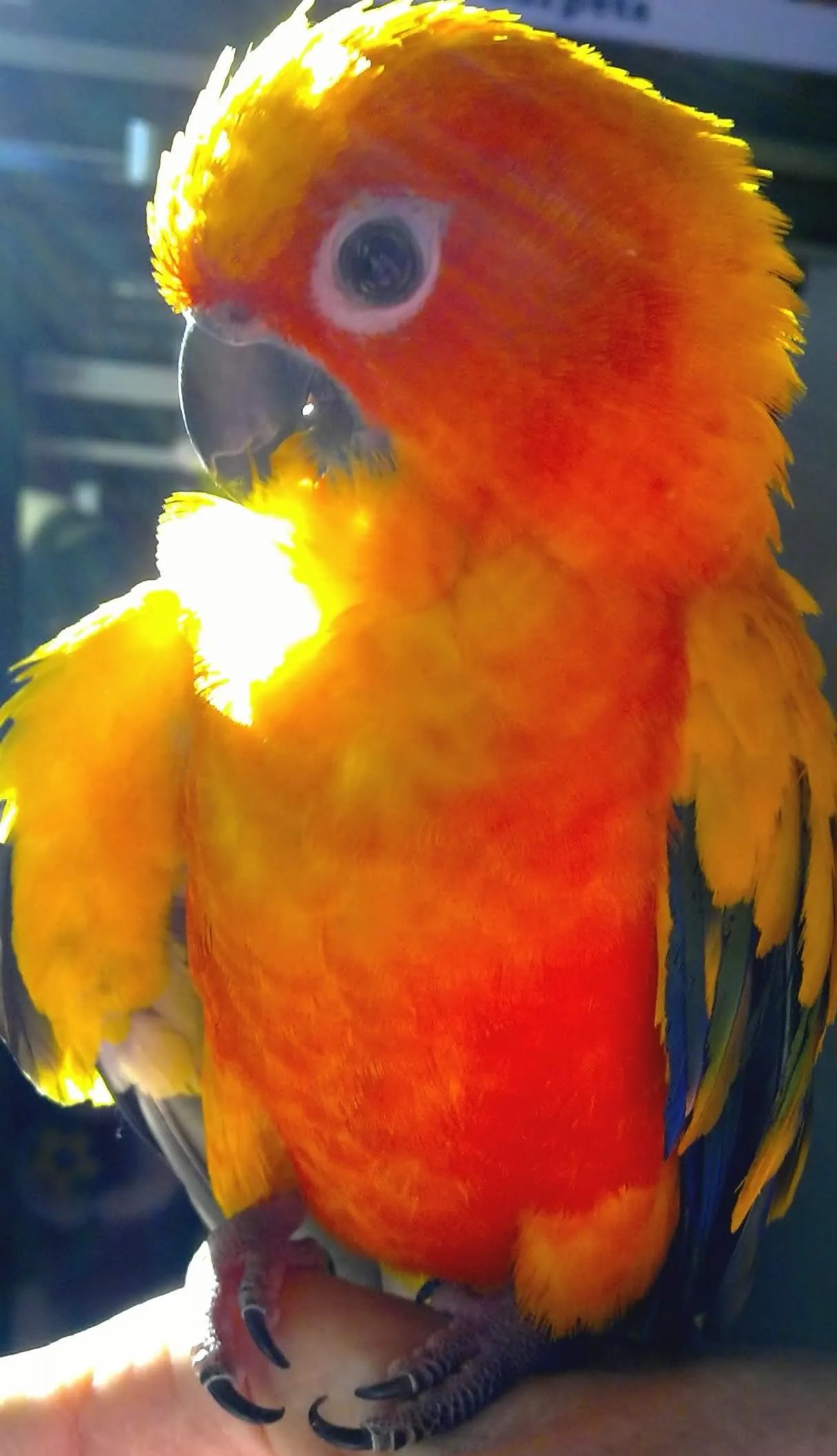 This Is My Connie, She Is 4ys In Mar 2011