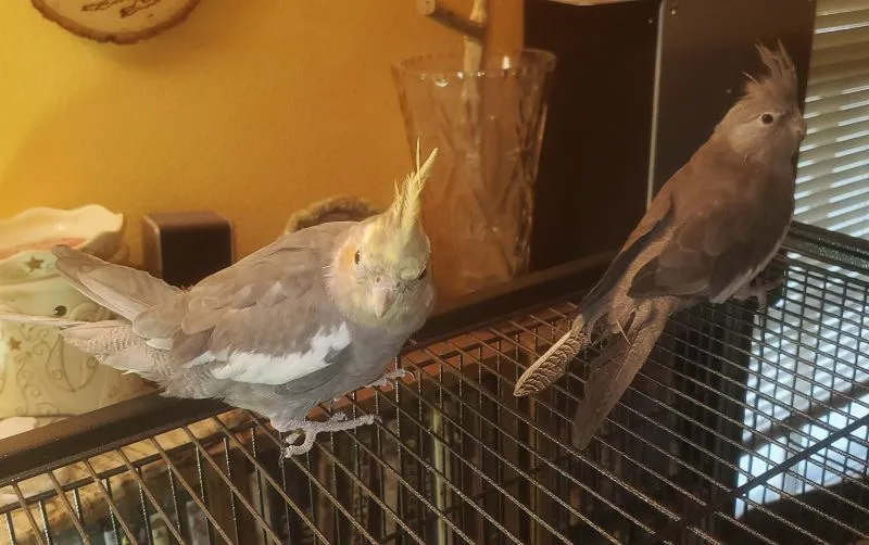 Tiki (male)  Harper  (female whiteface).webp
