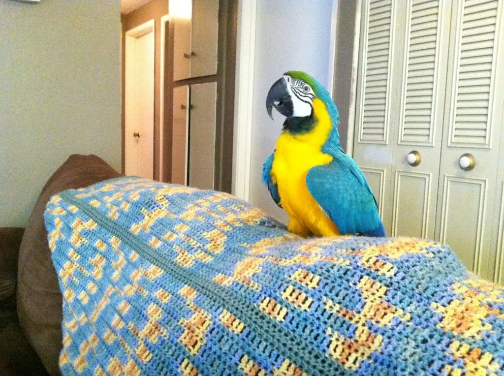 Tiki!