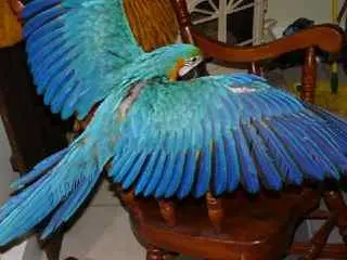 Tiko Spreading Her Wings