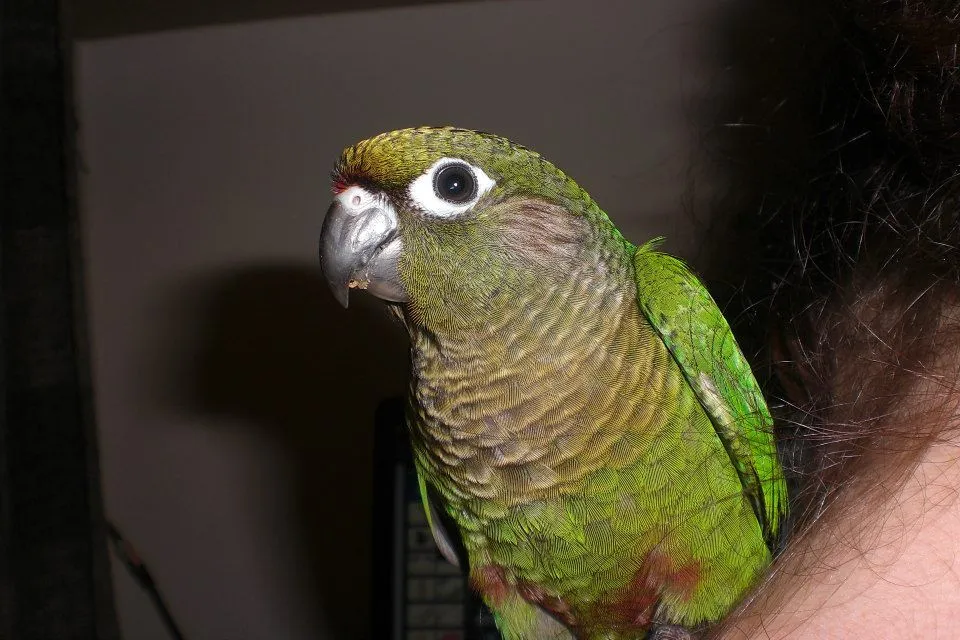 Titus