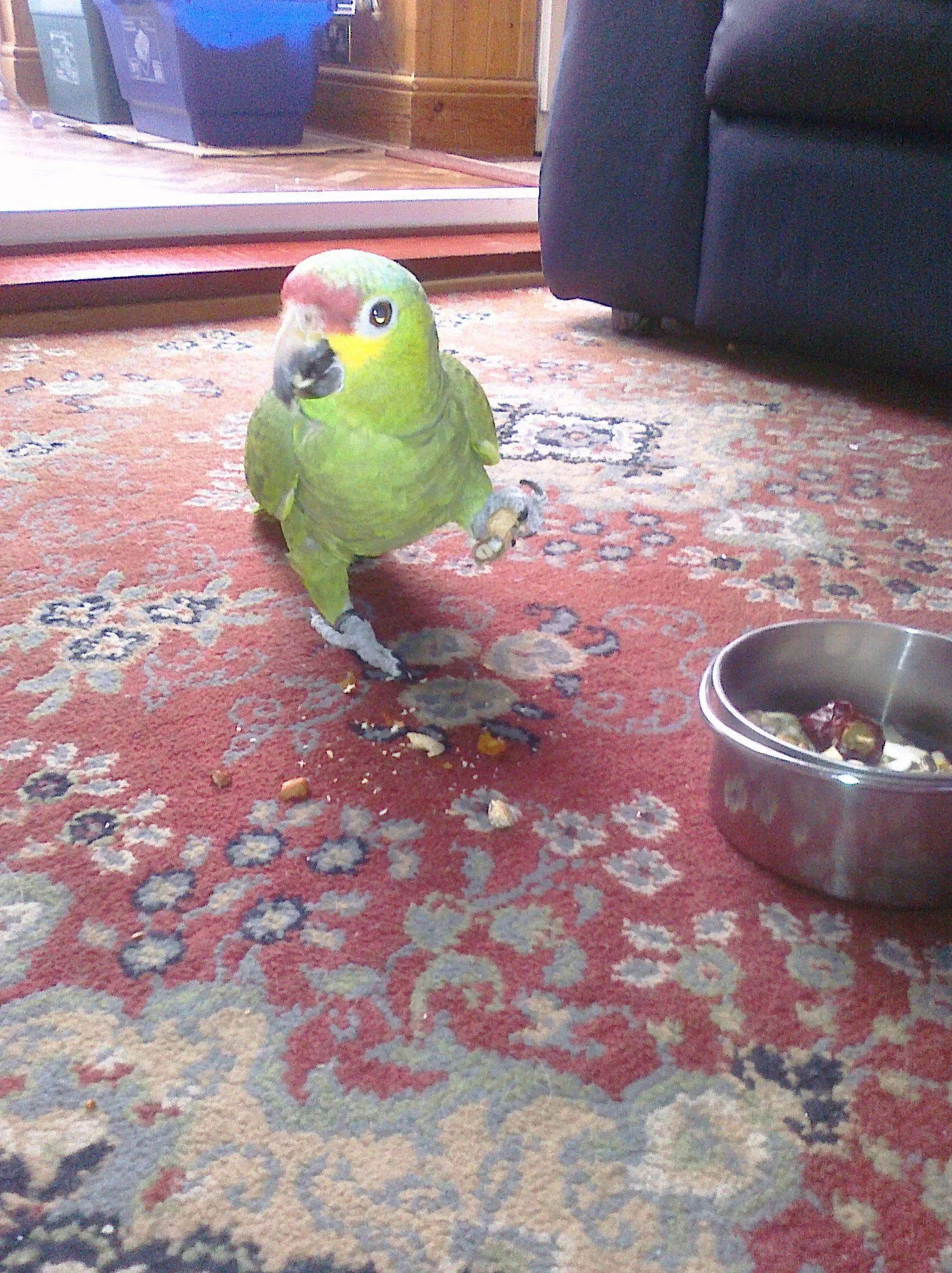 Toby