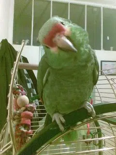 Toby
