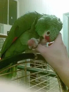 Toby