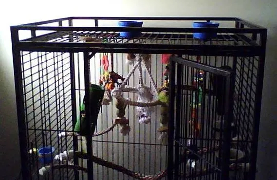 top_of_dexters_enclosure.jpg