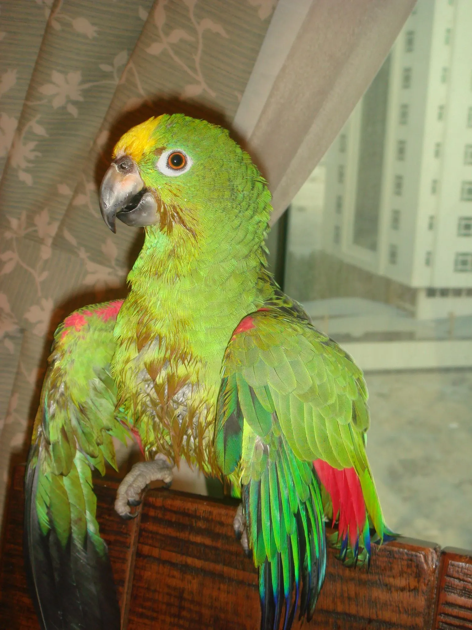 Troogle