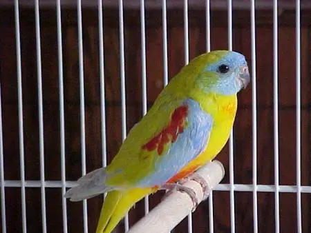 Turquoisine Grass Parakeet (male)