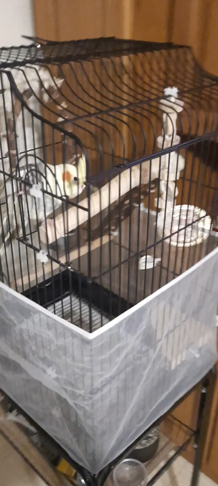 VideoCapture_20250415-170700.webp