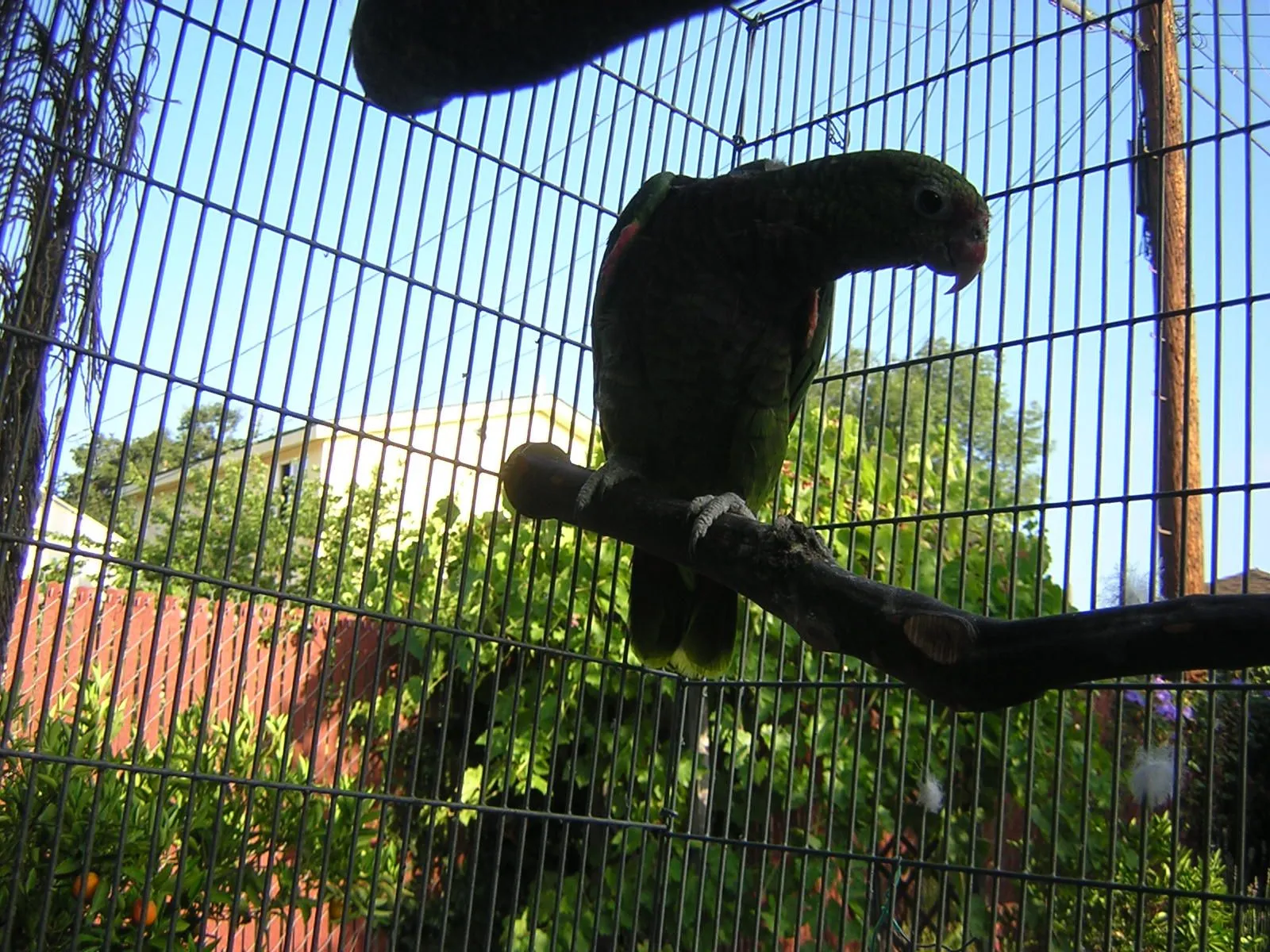 Vinaceous Amazon Pair