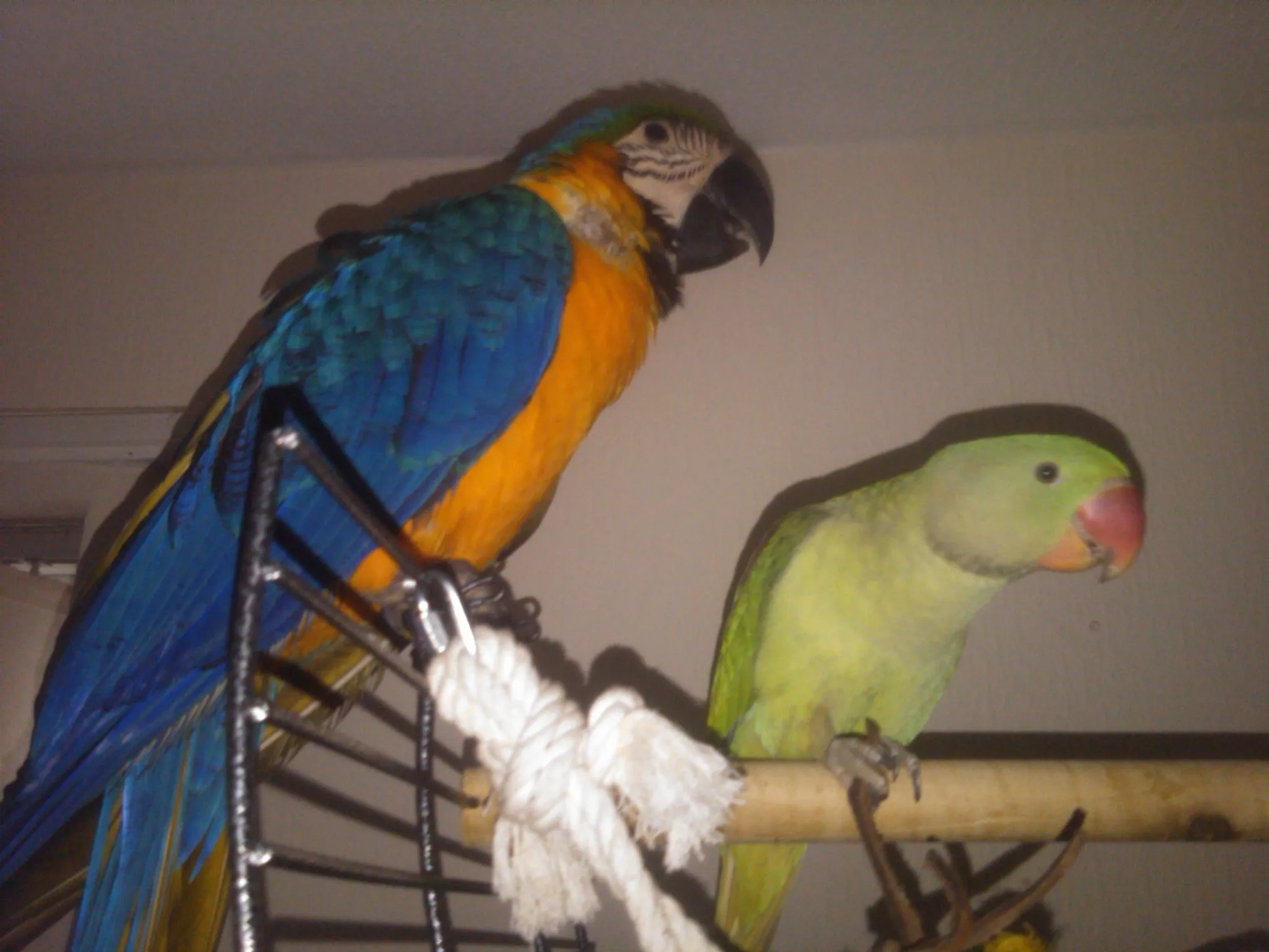 Vincent &amp; Archie