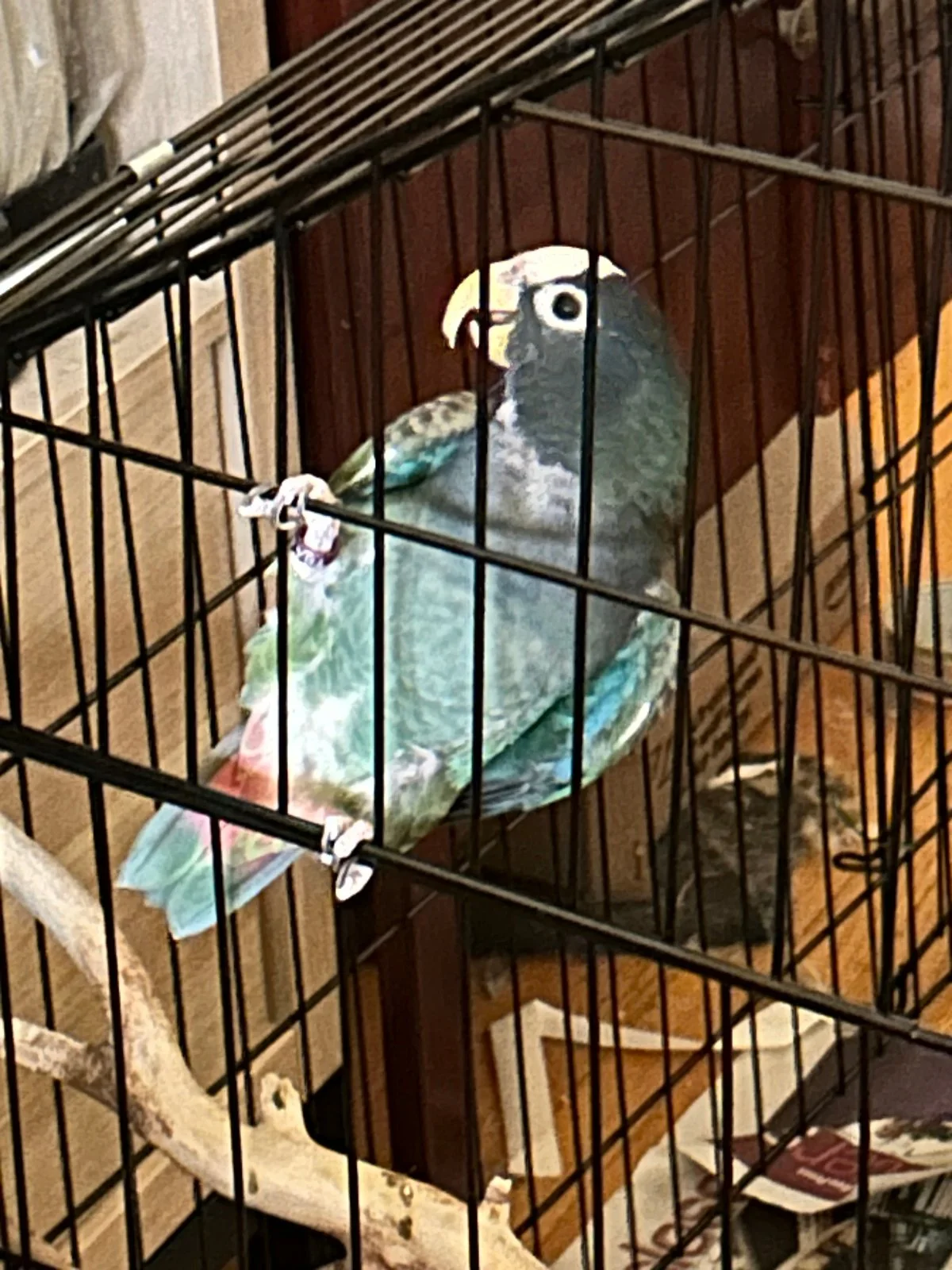 Vortex in parrot Coop_Nov 1_2025.webp