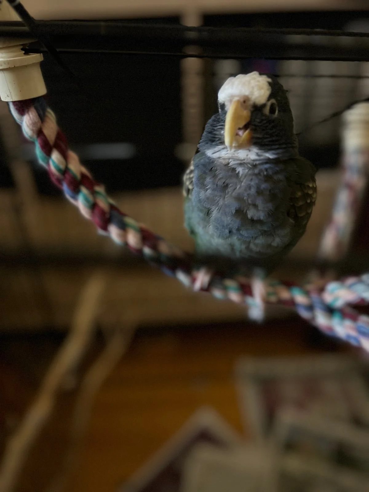 Vortex is displeased inside Coop_Nov 1 2025.webp