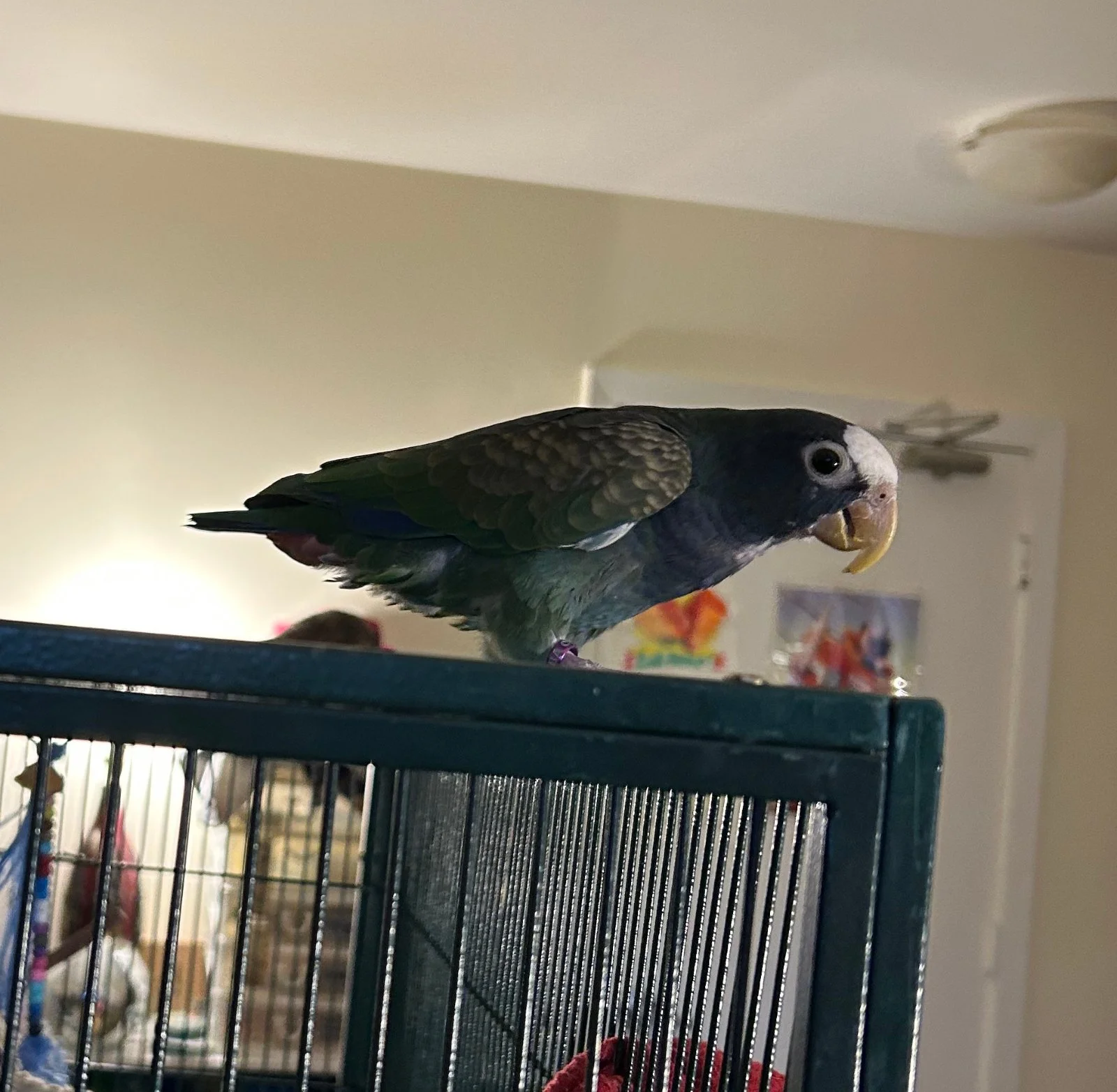 Vortex out and about_1.webp