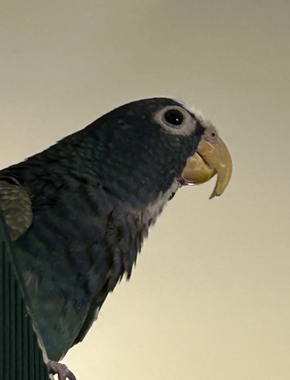 Vortex out and about_2.webp