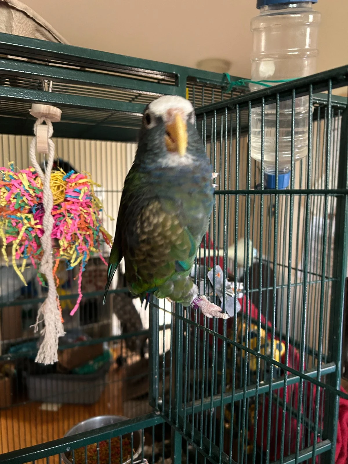 Vortex wanting out of cage_3.webp
