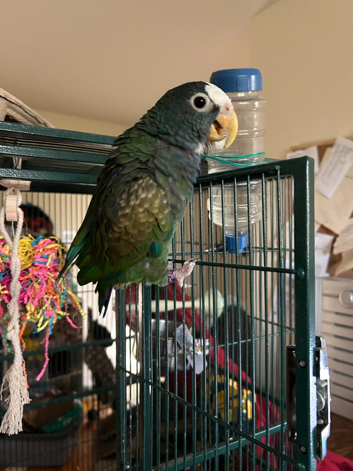 Vortex wanting out of cage_4.webp
