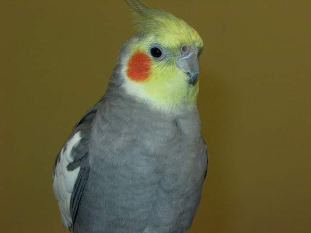 Wagner The Cockatiel And Jack The Corella