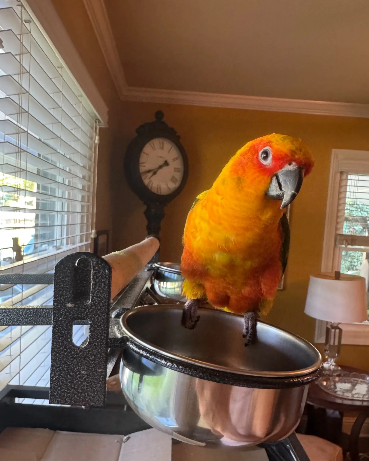 Walker, GA Conure