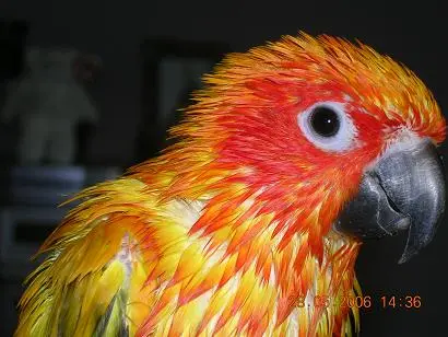 Wet Bird