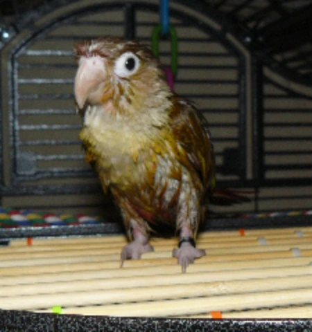 wetconure.webp