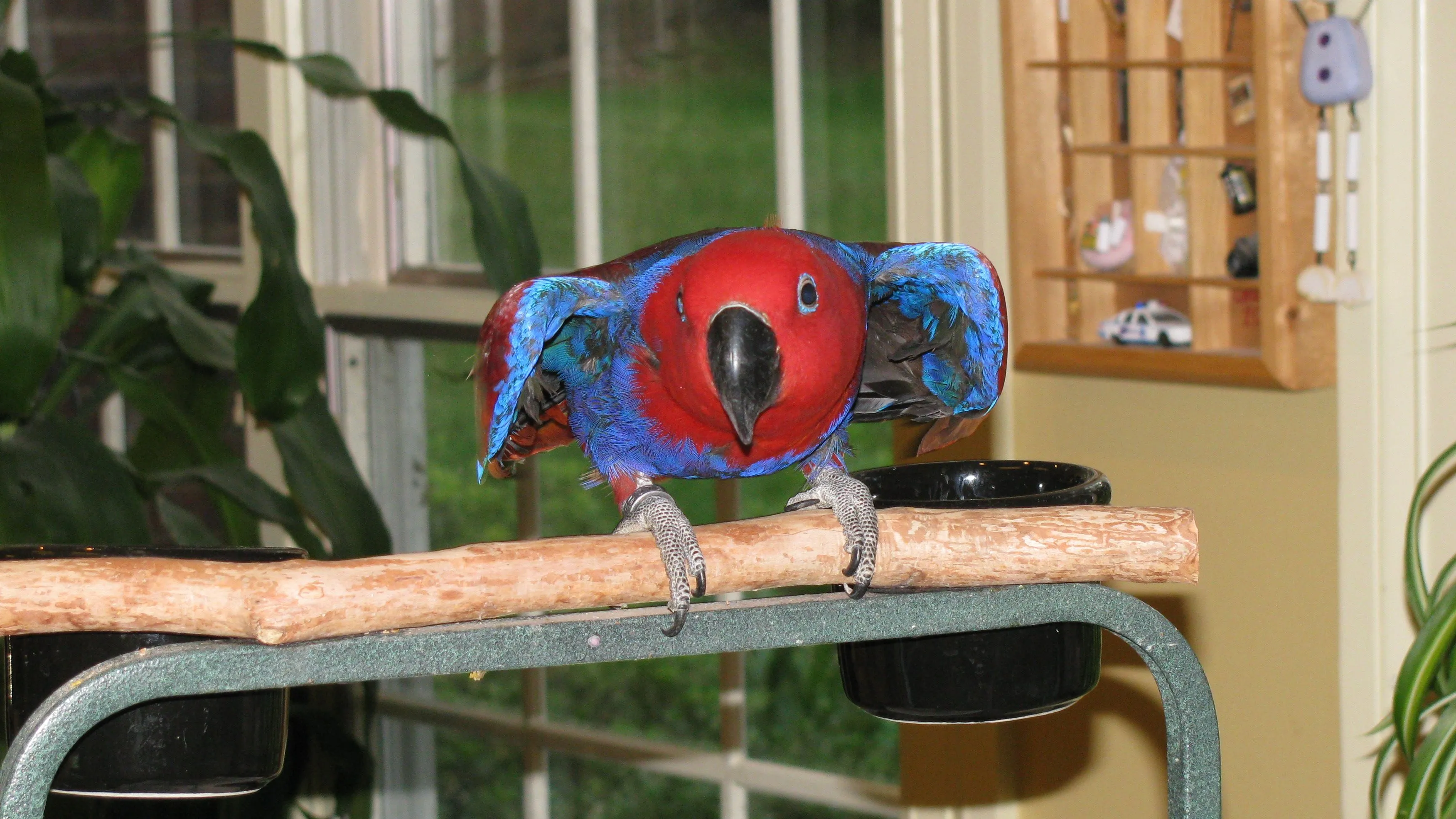 What Is Going On With Scarlet