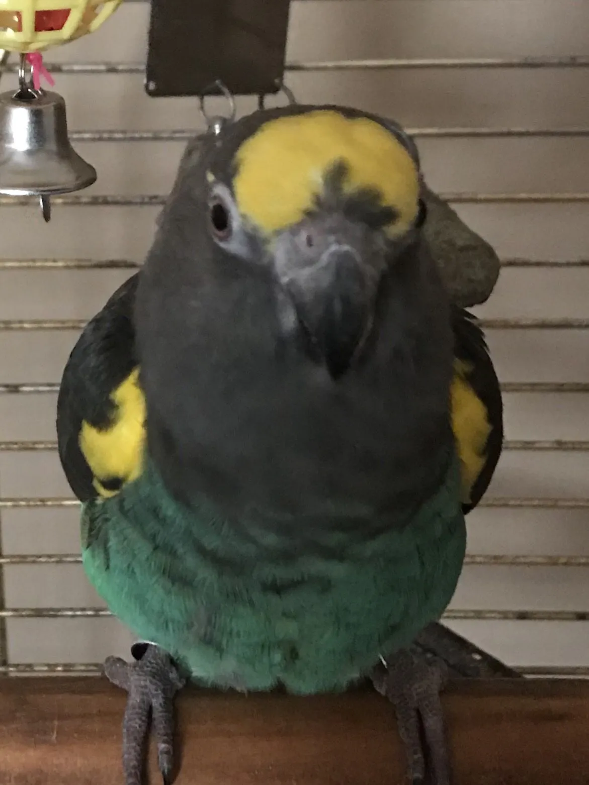 What Type Of Parrot Am I Please?