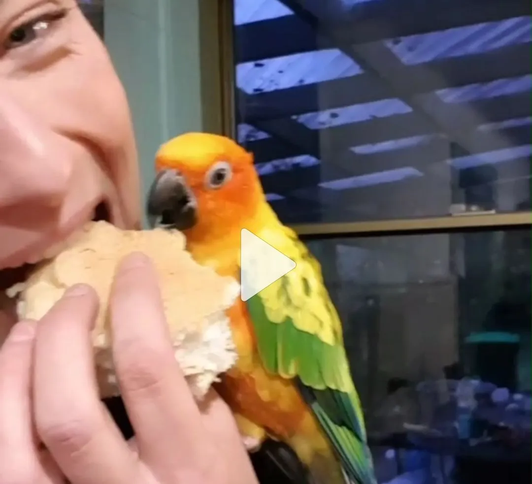 When You Have To Share Your Vegemite Roll....