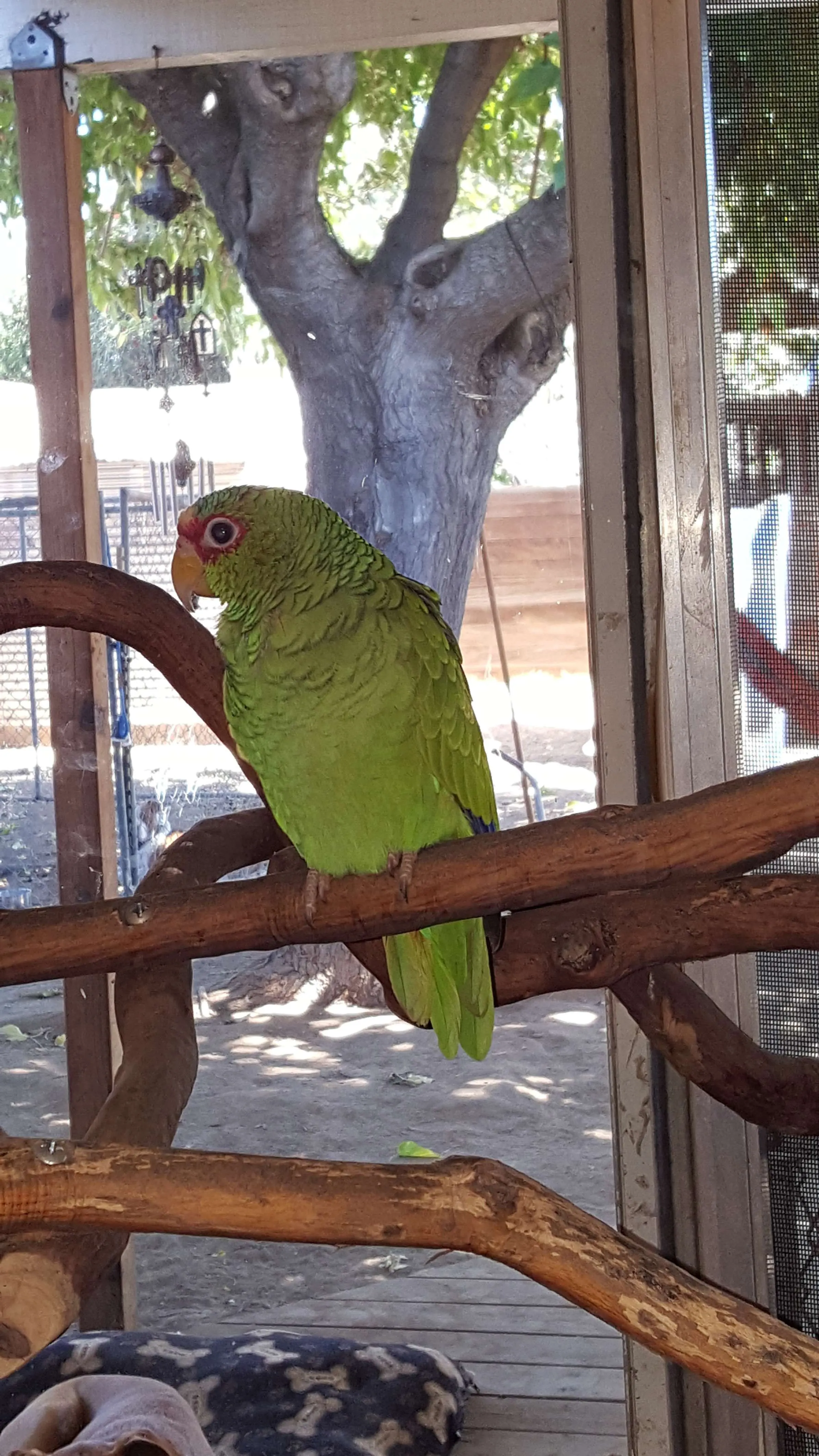 White Fronted Amazon