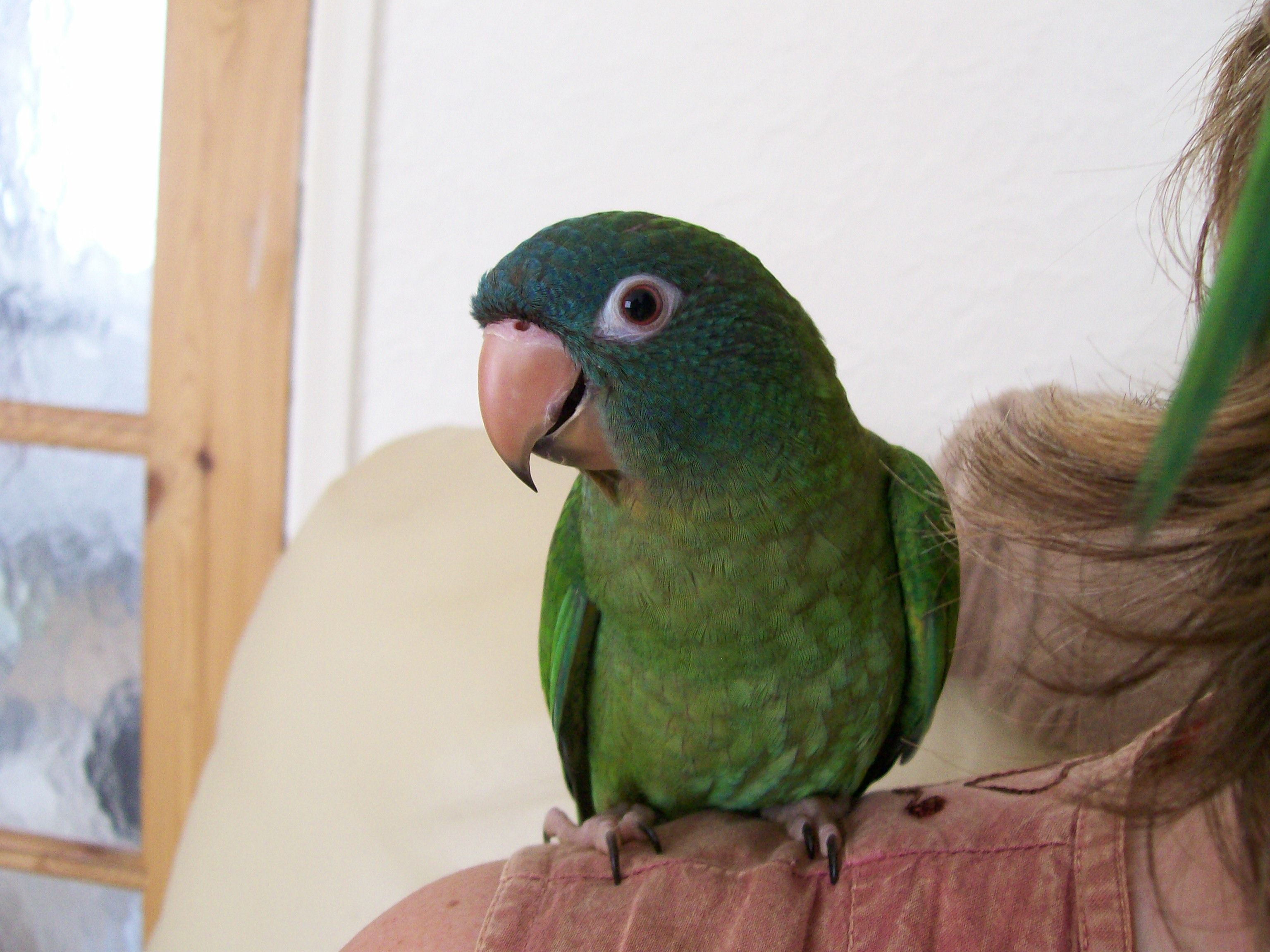 Willow The Blue Crowned Conure