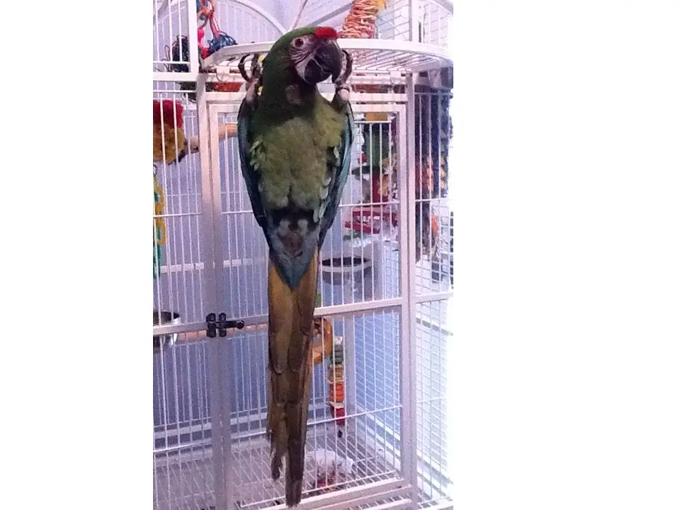 Wingnut4 2514.webp