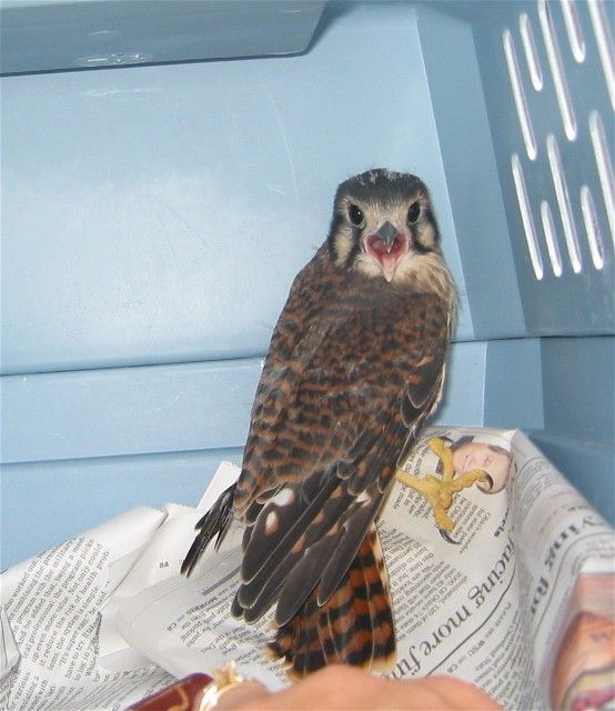 Young Kestral