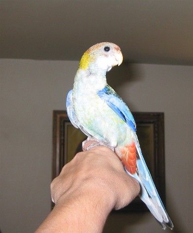 young pale head rosella