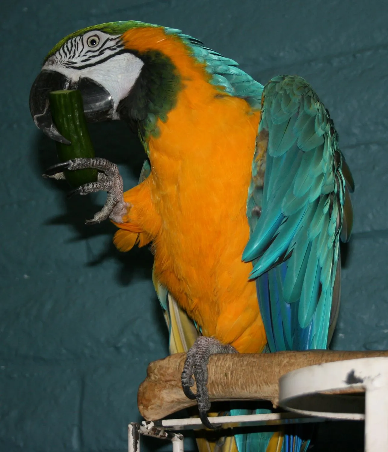 Yummy Cucumber