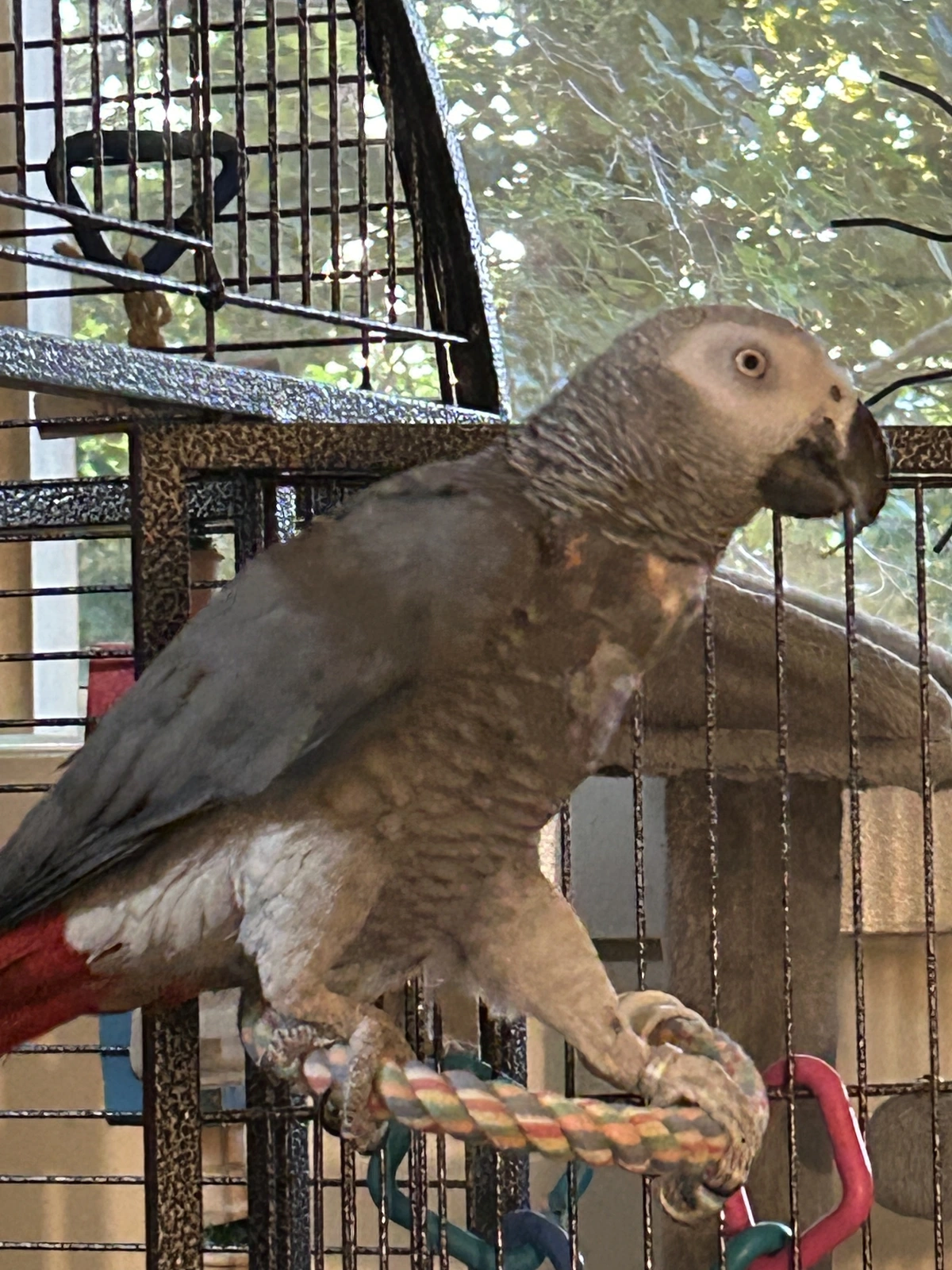 Yvons again on door perch.webp